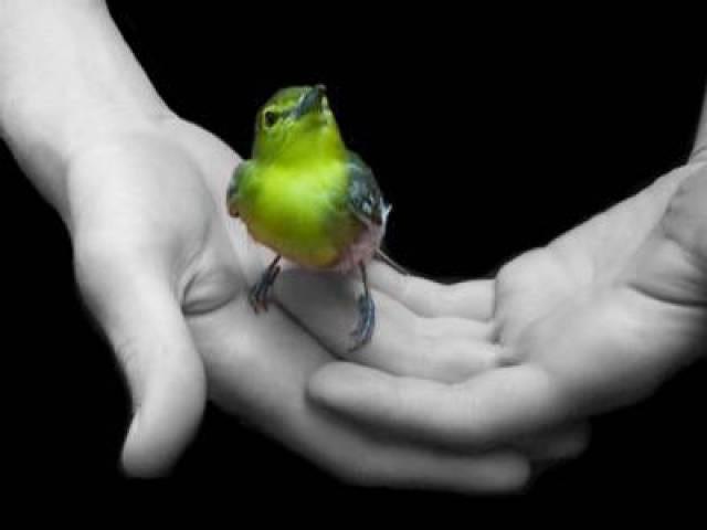 Freedom_Yellow_Bird_in_Hands